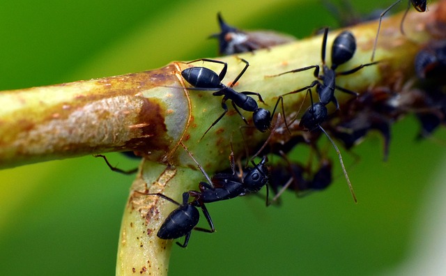 mravenci